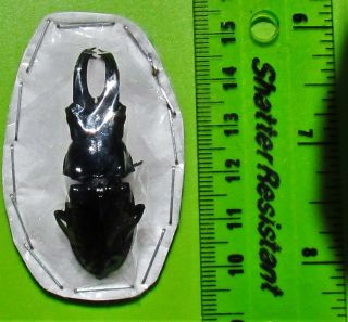 Uncommon Peruvian Stag Beetle Cantharolethrus Steinheili Male Fast From Usa