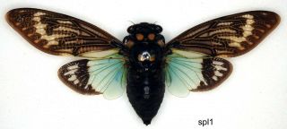 Cicada - 1 X Mounted Male Blue Winged Tosena Splendida (good A1 -)