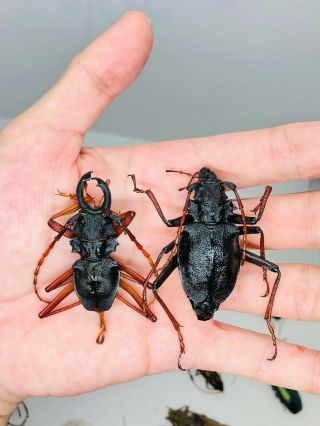 Prionocalus Cacicus From Peru Pair Cerambycidae