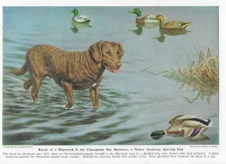 Chesapeake Bay Retriever - Vintage Color Dog Art Print - Matted