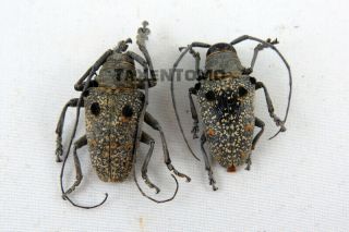 Megalofrea Bioculata Pair Longhorn Beetle Taxidermy Real Unmounted Insects