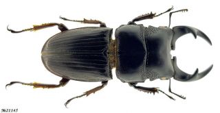Coleoptera Lucanidae Aegus Acuminatus Ssp.  Indonesia Sumatra Male 42mm