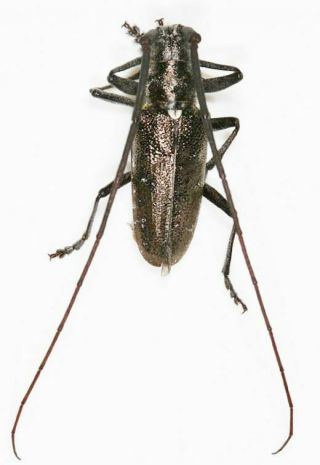 Cerambycidae: Monochamus Scutellatus,  Male.  A1