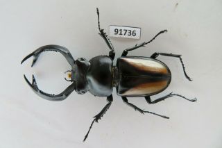 91736 Lucanidae,  Rhaetulus crenatus.  Vietnam North.  58mm 2