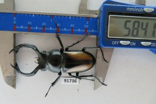 91736 Lucanidae,  Rhaetulus crenatus.  Vietnam North.  58mm 3