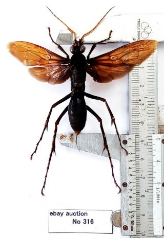 Hymenoptera Sp 49mm From Kalimantan Indonesia