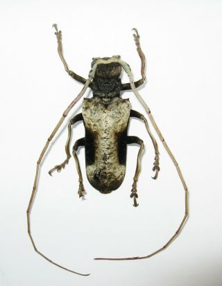 Petrognatha Gigas Male Xl 59mm Cerambycidae Giant Longhorn Beetle