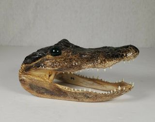 Lg 5 " Alligator Head Skull Taxidermy Real Teeth Jaw Reptile Swamp Gator