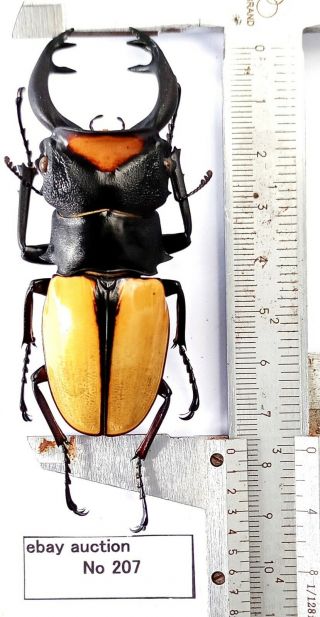 Odontolabis Lacordairei 77mm From Sumatra Indonesia