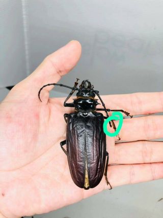 Anthracocentrus Beringei From Tanzania 83mm Cerambycidae