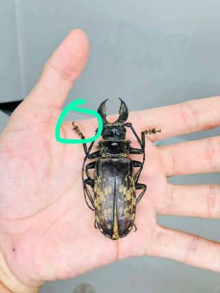 Acanthophorus Maculatus From Tanzania 78mm Cerambycidae