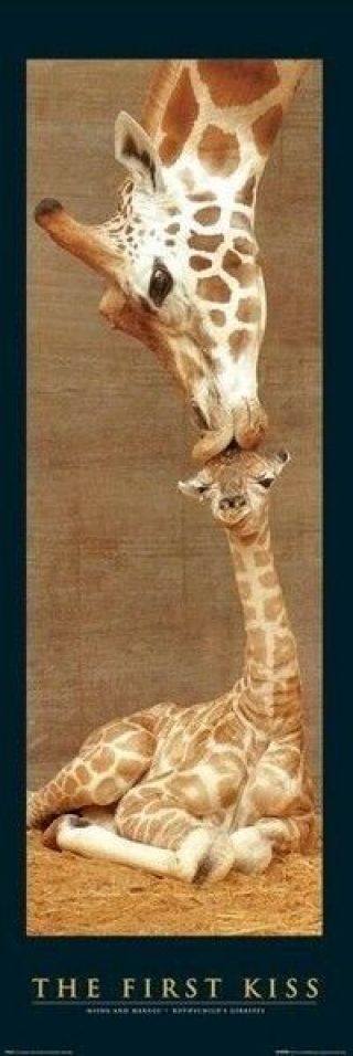 Giraffe First Kiss 21x62 Door Size Nature Animal Poster New/rolled