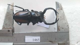 1465 Vietnam Beetles Rhaetulus Crenatus (a1,  Wet Specimen Size: 57mm, )