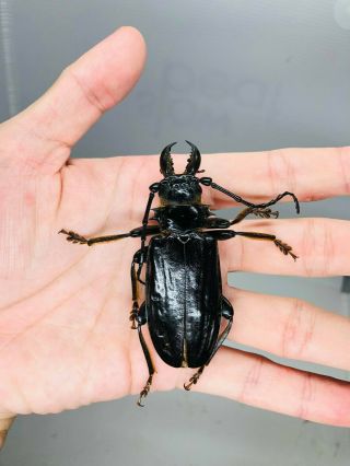 Anthracocentrus Beringei From Tanzania 73.  5mm Cerambycidae