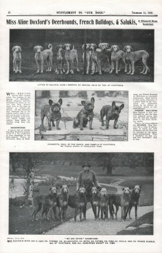 1923 Deerhound Saluki French Bulldog Dog Breed Kennel Advert Print Page B205