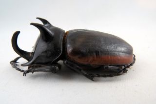 Eupatorus Hardwickei Cantori A - Rhino Beetle Taxidermy Real Unmounted Insect