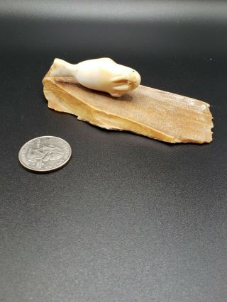 Hand Carved Antler Bone Walrus Mini Figurine - 1.  75 " Walrus,  3.  75 " Resin Stand