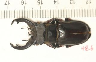 Lucanidae Lucanus Langi Tibet 48.  6mm