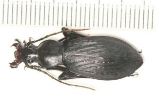 Carabidae Carabus Apotomopterus Sp Hubei (4)
