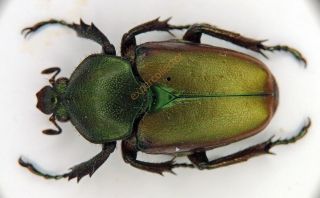 Cetoniinae - Theodosia westwoodi PAIR Malaysia KDA958 959 3