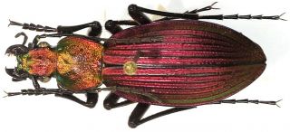 2.  Carabidae - Carabus (ceroglosus) Chilensis Ssp.  Gloriosus.  Male