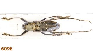Cerambycidae: Batocera Thomae Orcus A1,  67 Mm,  1 Pc