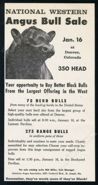 1962 Black Angus Cattle Bull Denver Illustrated Vintage Print Ad