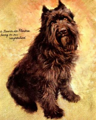 Bouvier Des Flandres - Vintage Dog Art Print - Poortvliet