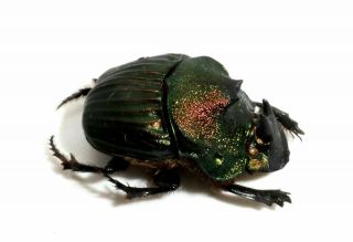 Scarabaeidae,  Sulcophanaeus Leander Female (very Rare) A -