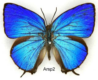 Butterfly - 1 X Mounted Scarce Male Arhopala Species (a1 -)