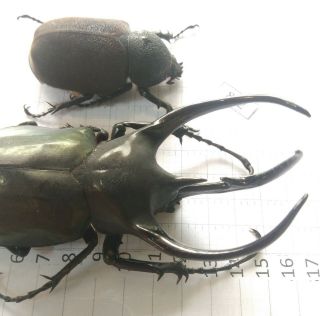 822 Insect Beetles Chalcosoma Atlas Central Viet Nam