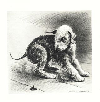 Bedlington Terrier - Morgan Dennis Dog Print - Matted