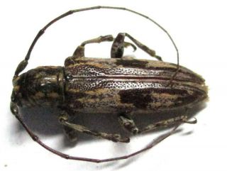 R - K012 Mi : Dv : Cerambycidae: Sybra Species? 14mm