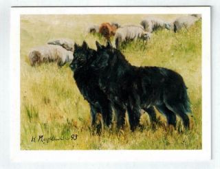 Belgium Shepherd Sheepdog Notecard Set 6 Note Cards By Ruth Maystead Bel - 3