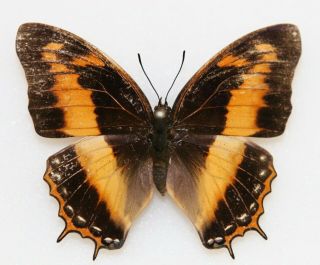 Butterfly X1 Female Charaxes Anticlea Anticlea (ghana)