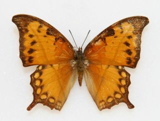 Butterfly X1 Female Charaxes Paphianus Falcata (ghana)