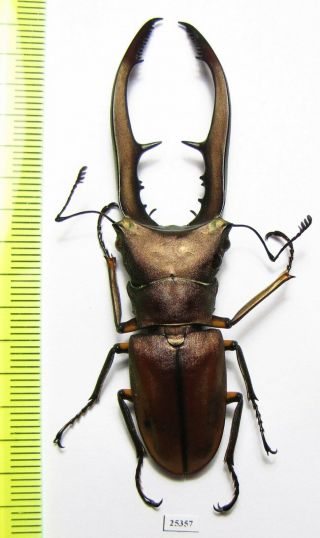 Lucanidae,  Cyclommatus Metallifer,  Indonesia,  Sulawesi 72 Mm