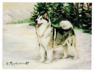 Alaskan Malemute In Snow Notecard Set - 6 Note Cards By Ruth Maystead