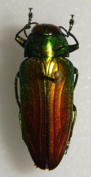 Belionota Sumptuosa 23mm Indonesia Bp47 Buprestid Beetle Jewel Beetle Calodema