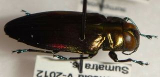 Belionota Metasticta 20mm Indonesia Bp48 Buprestid Beetle Jewel Beetle Calodema