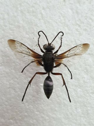Hymenoptera Of Israel (vespa) X1 (mounted)