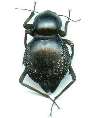 Coleoptera - Tenebrionidae - Psammodes Vialis Taberculifera - Zambia 33 Mm,