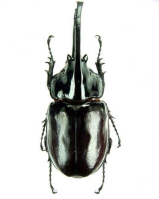[coleoptera - Dynastidae - Augosoma Centarus - Cameroon Male 84 Mm,
