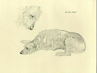 Scottish Deerhound Dog Drawing K.  F.  Barker 1938