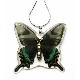 Necklace Real Wings Embedded Alpine Black Swallowtail Butterfly W Chain