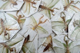 Parhierodula Sp.  Praying Mantis (1 Specimen) Taxidermy Real Spread A -