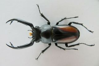 85979 Lucanidae: Rhaetulus crenatus tsutsuii.  Vietnam.  Kon Tum.  50mm 2