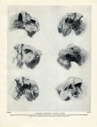 Kerry Blue Terrier Head Studies Of Cheriton Dog Old Dog 1934 Print