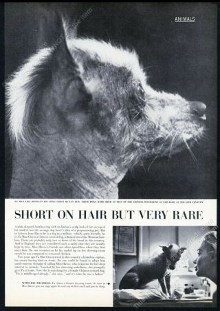 1960 Chinese Crested Dog Photo With June Havoc Vintage Print Article