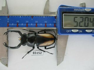65152 Lucanidae: Rhaetulus Crenatus.  Vietnam N.  52mm